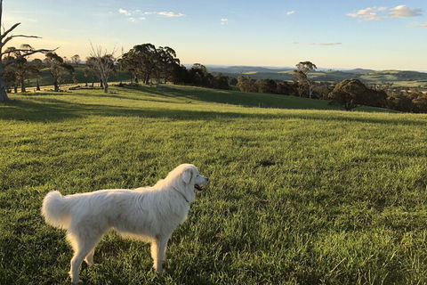 High Country Trail Rides & Farm Stay - Local Tourism 1