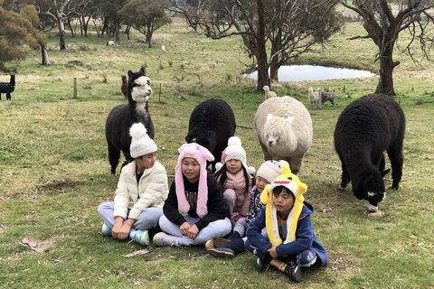 High Country Trail Rides & Farm Stay - Local Tourism 2