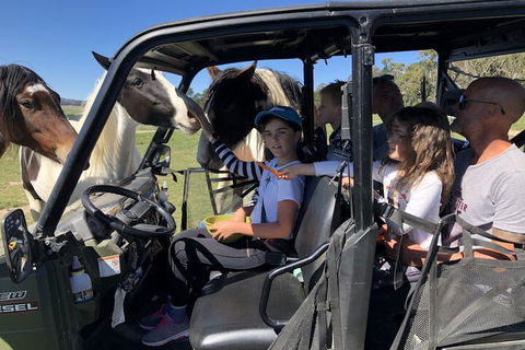 High Country Trail Rides & Farm Stay - Local Tourism 4
