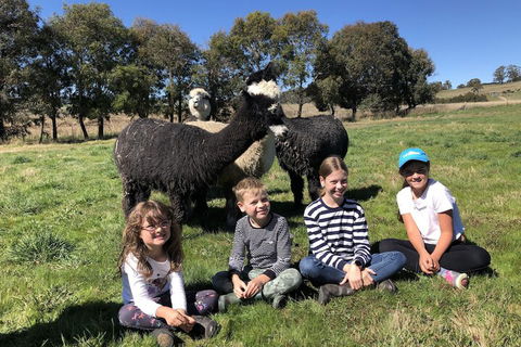 High Country Trail Rides & Farm Stay - Local Tourism 3