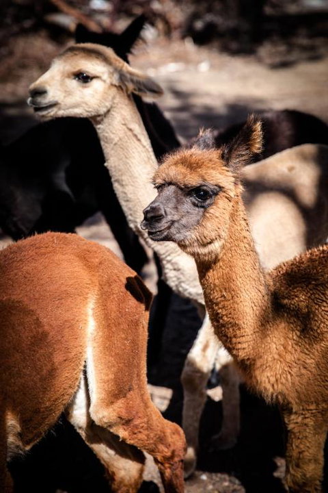 Rosewood Cottage - Accommodation Australia 5