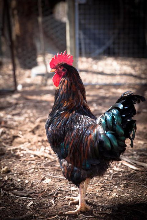 Rosewood Cottage - Accommodation Australia 1