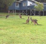 Blue House Denmark - Accommodation Australia