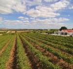 Barossa Valley Lyndoch - Local Tourism