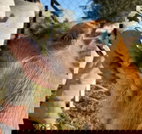 Quirindi Sunflower Motor Inn - Accommodation Australia