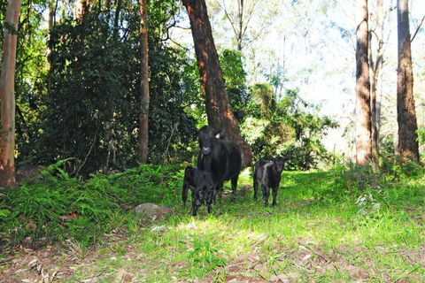 Alcheringa Cottage - Local Tourism 4