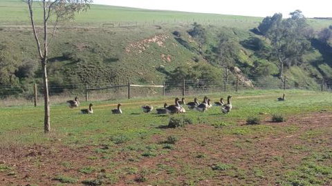 The Cottage At Riverside Farm - Local Tourism 6