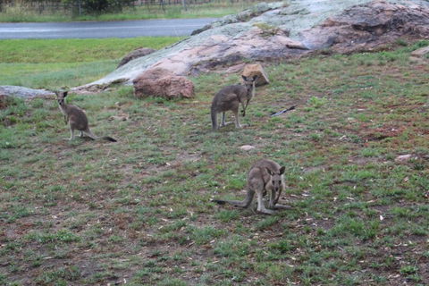 Zuny Yurt - Accommodation Australia 3