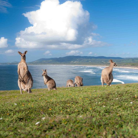 FAMILY ISLAND GETAWAY BEACHFRONT APARTMENT - Australia Shopping 4