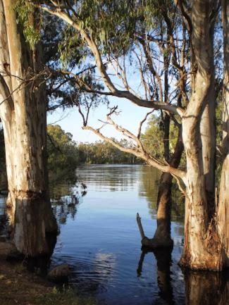 Barham Riverland Motel - Local Tourism 1