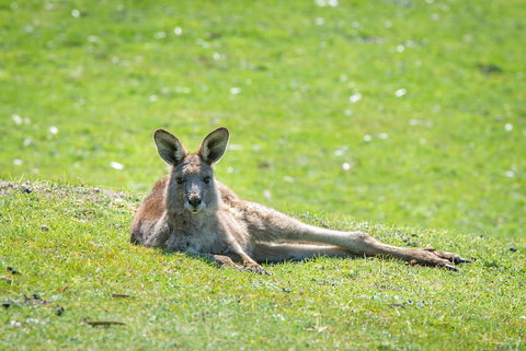 Halls Gap Motel - Accommodation Australia 5