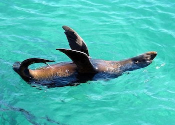 Coastal Comfort Motel - Local Tourism 1