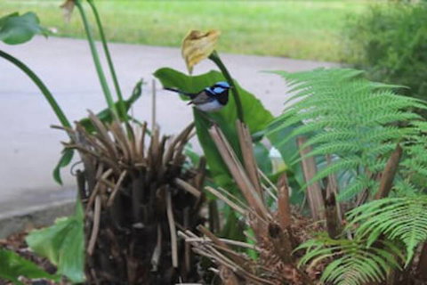 Aristocrat Waurnvale Motel - Australia Shopping 6