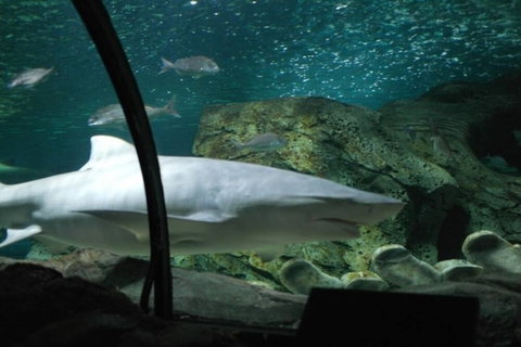 A19 Darling Harbour 2 BDR APT - Australia Shopping 4