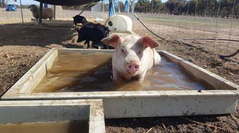 A Better Life Animal Sanctuary FarmStay Private Two Bedrooms Lounge Room & Bathroom & Toilet Shared Kitchen - Local Tourism 2