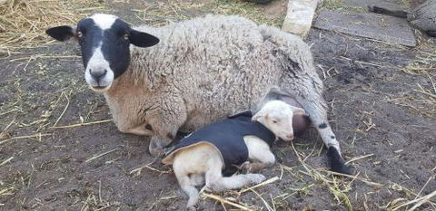 A Better Life Animal Sanctuary FarmStay Private Two Bedrooms Lounge Room & Bathroom & Toilet Shared Kitchen - Local Tourism 1