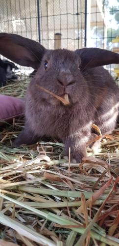 A Better Life Animal Sanctuary FarmStay Private Two Bedrooms Lounge Room & Bathroom & Toilet Shared Kitchen - Local Tourism 5