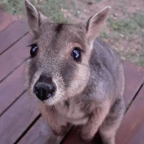 Camp Kanga - Accommodation Australia 6