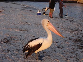 Selene Holiday Apartment AtWest Beach - Bed n Breakfasts 6
