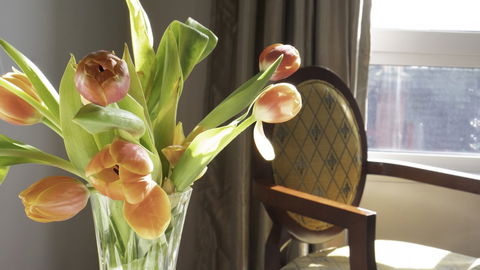 Areca Launceston - Australia Shopping 6