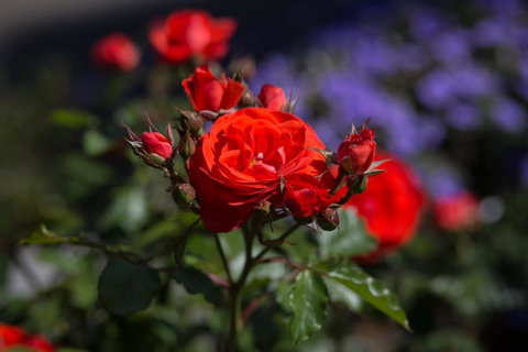 Willows Motel - Accommodation Australia 5