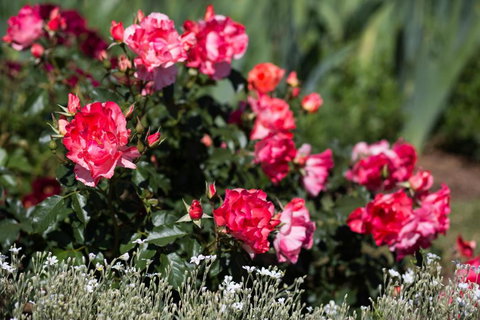 Willows Motel - Accommodation Australia 2