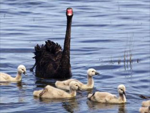 Armadale Farmstay Bed & Breakfast - Local Tourism 6