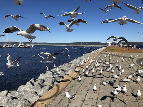Albany Foreshore Guest House - Australia Shopping 4