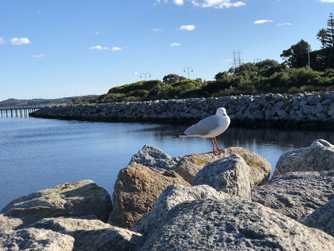 Albany Foreshore Guest House - Australia Shopping 3
