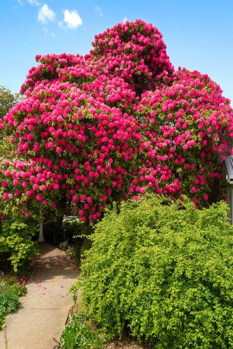 Anabels Of Scottsdale - Australia Shopping 3