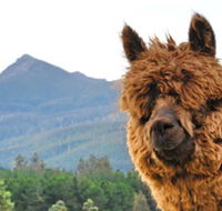 Maydena Mountain Cabins - Local Tourism