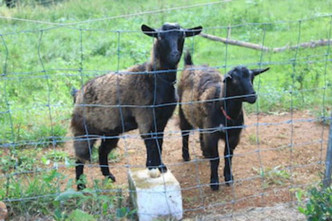 Alstonville Country Cottages - Accommodation Australia 0