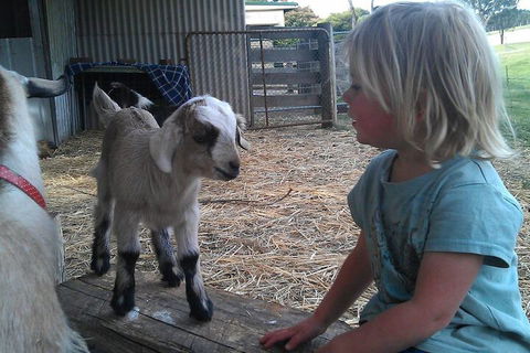 Fernleigh Farmstay & Bike Park - Accommodation Australia 5