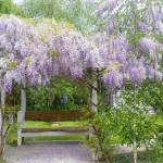 Amelina Cottages - Australia Shopping 0