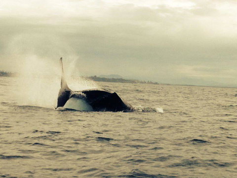 Beachside Backpackers - Accommodation Australia 3