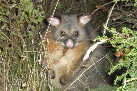 Forest Walks Lodge - Local Tourism 6