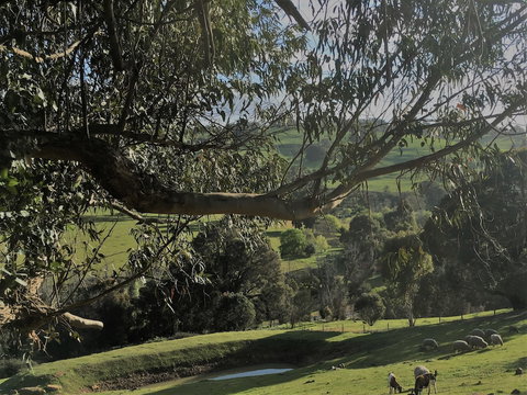 Balingup Highview Chalets - Local Tourism 1