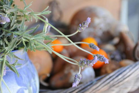 Lavender Farm - Accommodation Australia 5