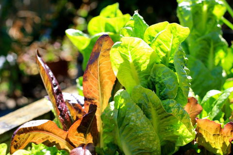 The Friendly Chat Bed & Breakfast - Australia Shopping 4