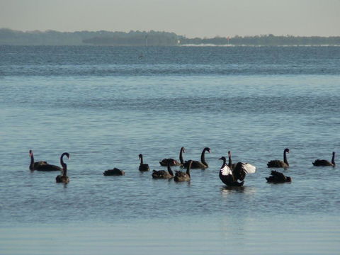 The Friendly Chat Bed & Breakfast - Australia Shopping 2