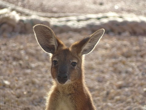 On The Deck @ Shark Bay - Bed n Breakfasts 3