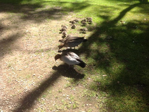 Ballarat Cottages Incorporating Yarrowee Cottage & Admirals Cottage - Local Tourism 4