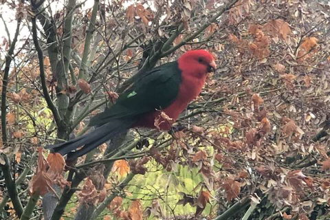 The Studio Yarra Valley - Accommodation Australia 6
