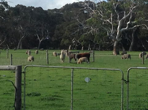 Breakaway Farmstay - Australia Shopping 1
