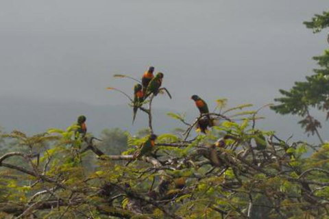 Babinda Quarters - Local Tourism 4