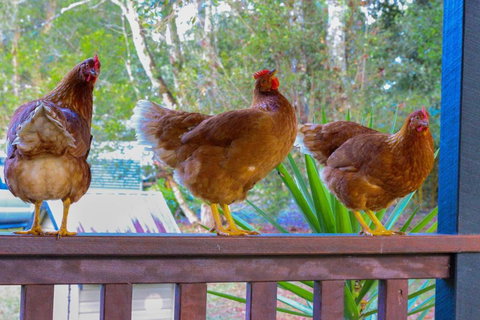 PK Illusions - Bed n Breakfasts 4