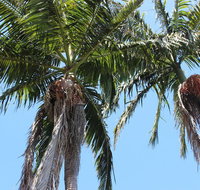 Tri Byron Bay - Local Tourism