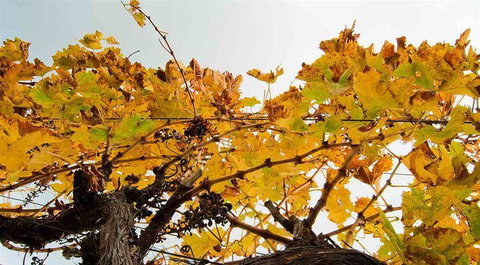 Arimia Restaurant And Winery - Local Tourism 9