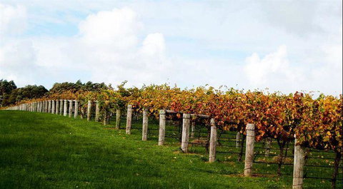 Arimia Restaurant And Winery - Local Tourism 10