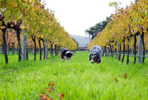 Arimia Restaurant And Winery - Local Tourism 12